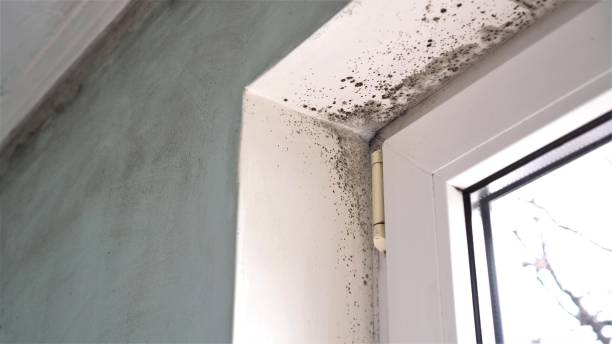 Best Biohazard Mold Removal  in Tice, FL