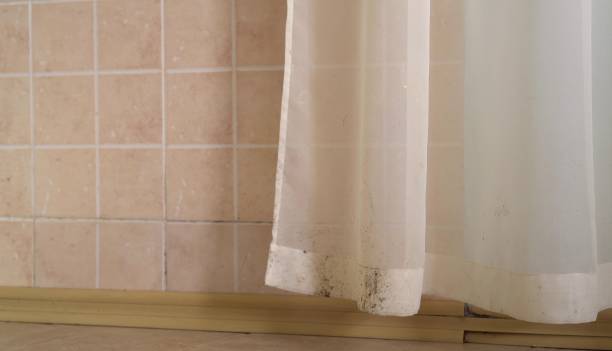 Best Mold Removal for HVAC Installations  in Tice, FL